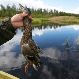 Suurin osa Suomessa tänä vuonna todetuista luonnonvaraisten lintujen lintuinfluenssatapauksista on ollut vesilinnuilla.