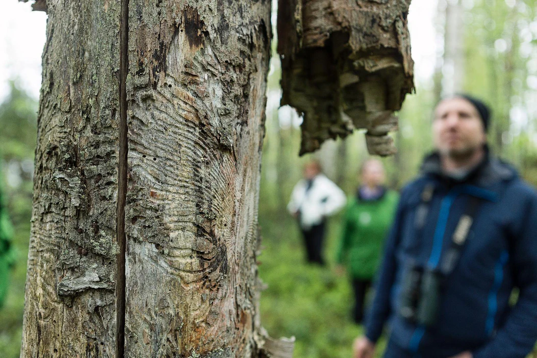 Valkoselkätikka ruokailee lehtilahopuiden hyönteisillä. WWF:n asiantuntija Panu Kunttu etsi merkkejä tikasta Heinolassa.