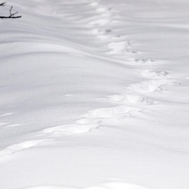 &quot;Esimerkiksi Kuhmossa susiseuranta paljastaa susien rajun lisääntymisen. Jäljet näkyvät lumessa ympäri pitäjää.&quot;