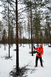 Upottava sohjo hidastaa karsintaa, kertoo Metsähallituksen metsuri Olavi Kurkela  Rovaniemeltä.