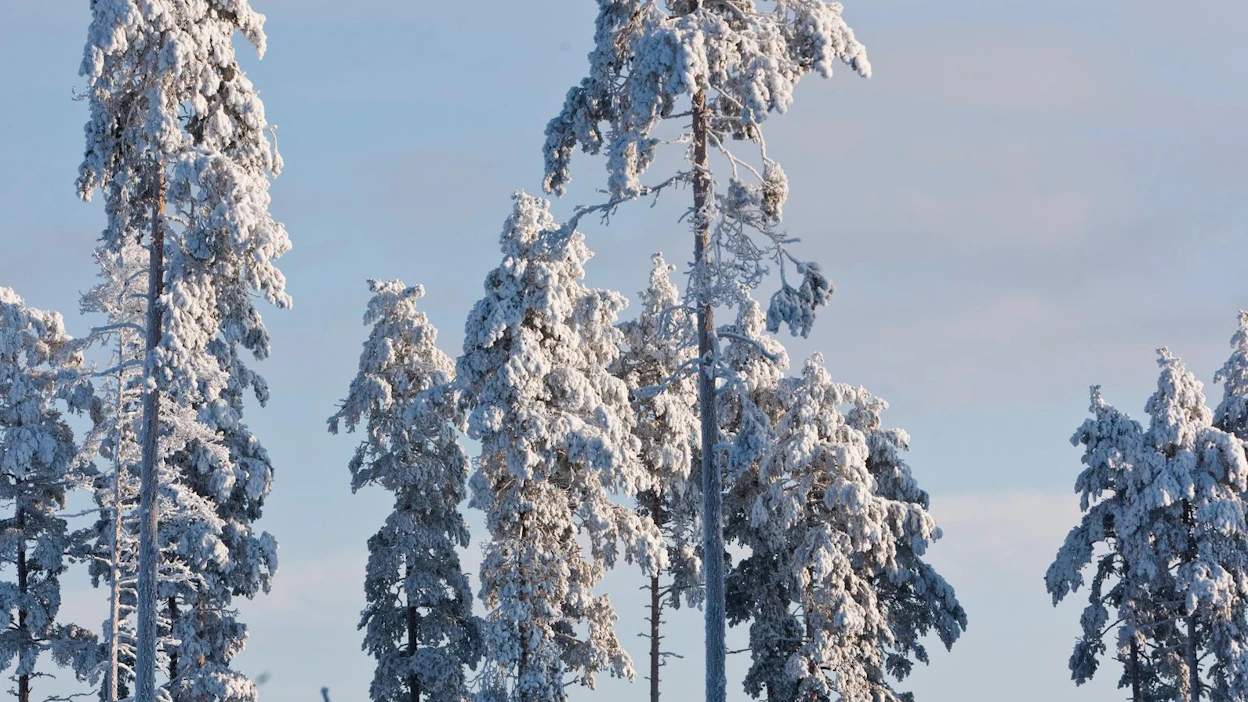 Pohjois-Karjalan Sähkö varoitti asiakkaitaan jo ennakkoon, että keliolosuhteet ovat otolliset sähkökatkoille.