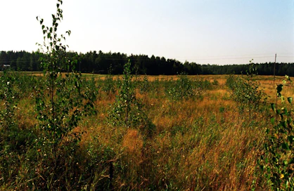 Uusi metsitystuki tulee metsätalouden verotettavaksi tuloksi, kun 1990-luvulla maksetut pellonmetsitystuet verotettiin maataloustuloina.