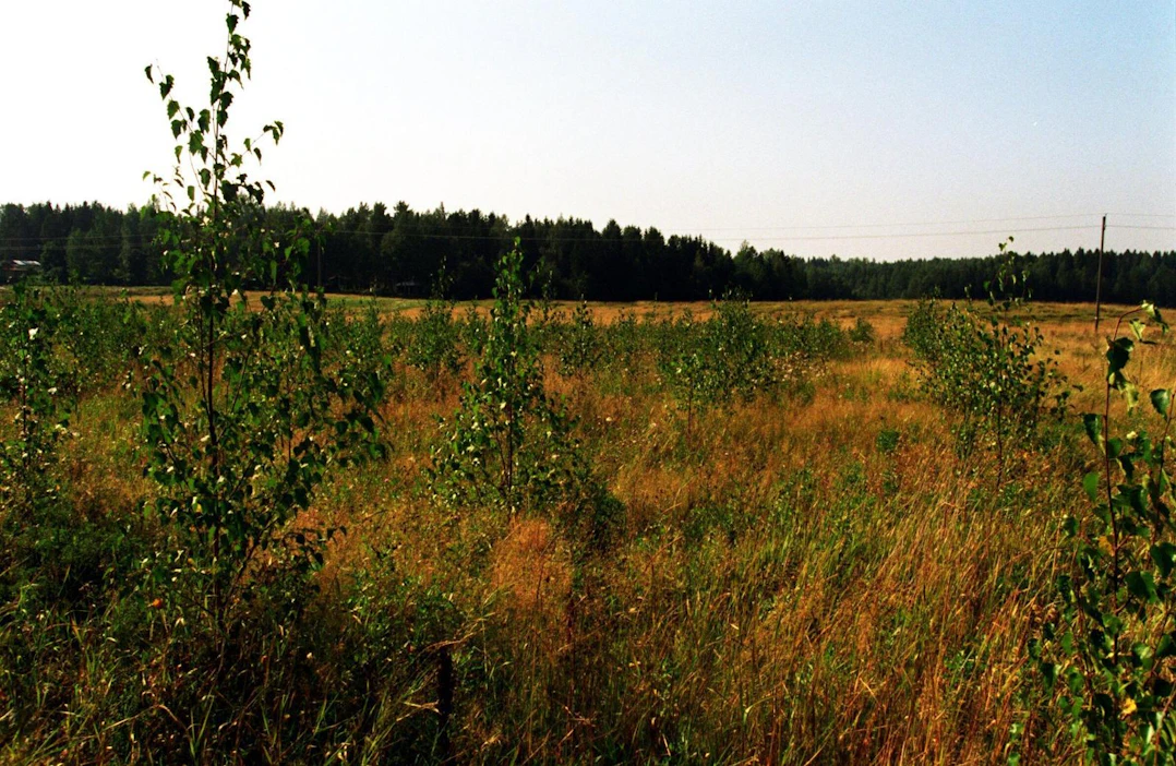 Uusi metsitystuki tulee metsätalouden verotettavaksi tuloksi, kun 1990-luvulla maksetut pellonmetsitystuet verotettiin maataloustuloina.