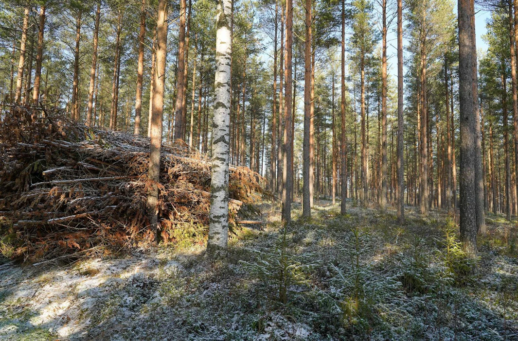 Kuluvan vuoden aikana sanastotyössä keskitytään erityisesti metsänhoitosuositusten termistöön.