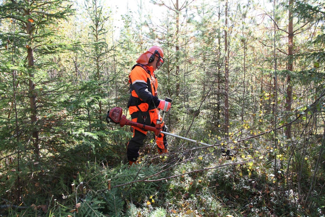 Metsänhoidon tukien haku alkoi tänään vilkkaana.