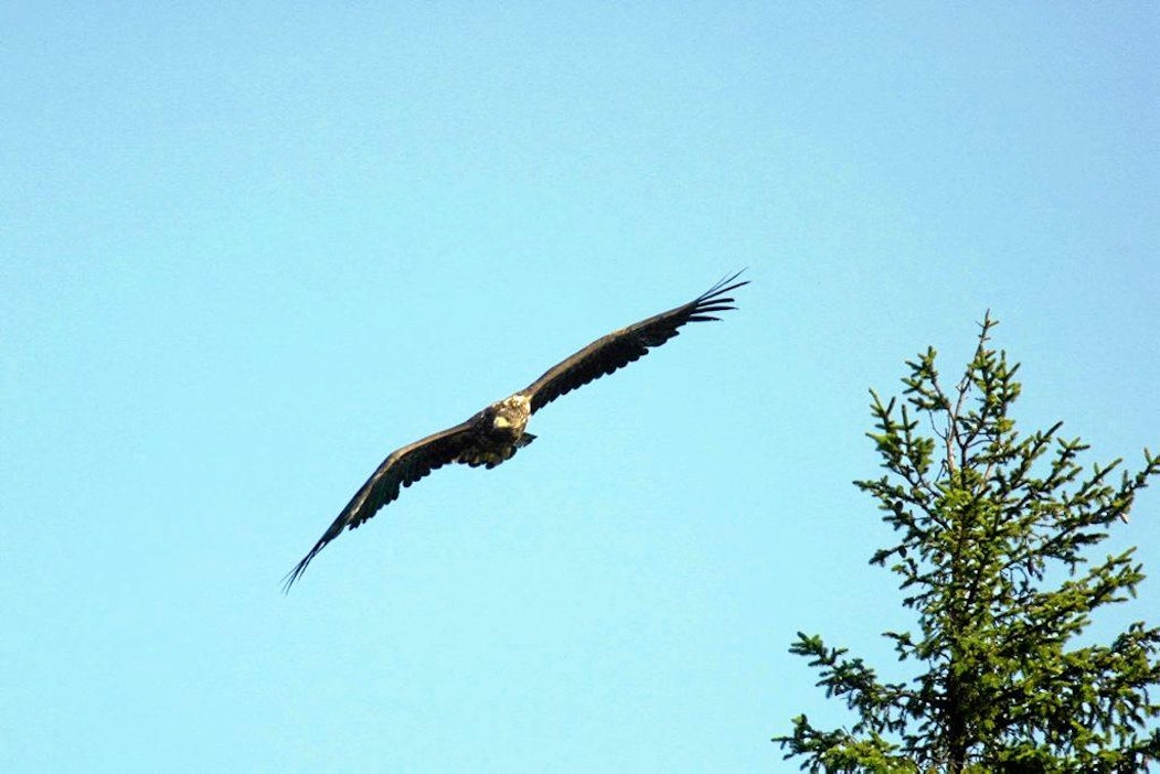 Nuori merikotka kaarteli Vaasan saaristossa muutama vuosi sitten.