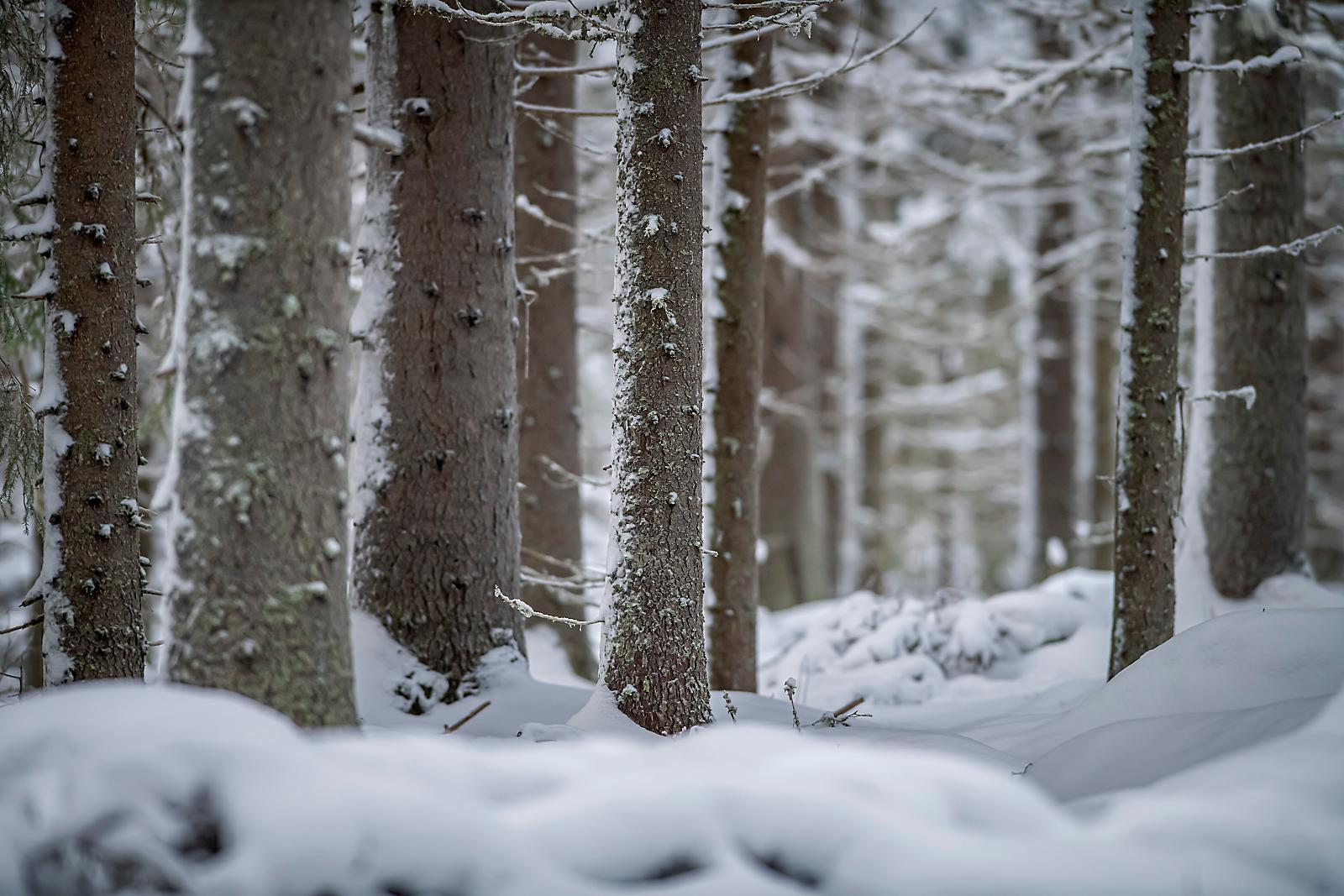 Metsien Suojelu Otti Vauhtia Lisärahan Turvin - MT Metsä - Maaseudun ...