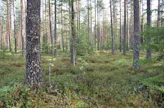 Kun kukaan perillisistä ei halua metsätilaa, vaihtoehtoja on kolme: tilan myyminen ulkopuoliselle, metsän suojeleminen tai metsätilan liittäminen yhteismetsään.