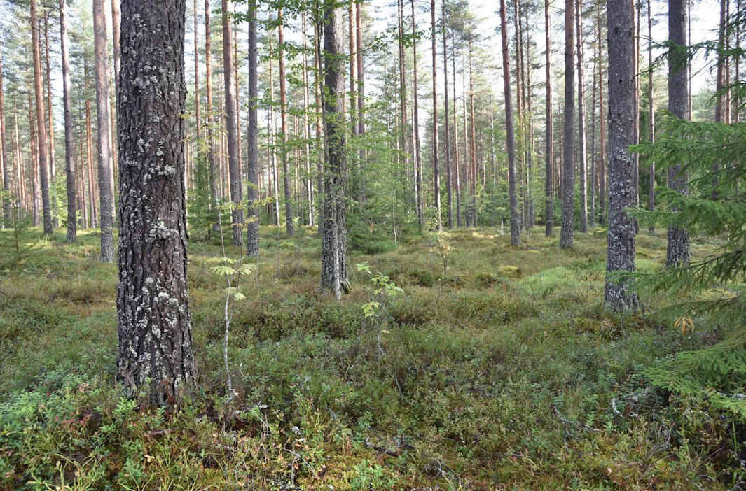 Kun kukaan perillisistä ei halua metsätilaa, vaihtoehtoja on kolme: tilan myyminen ulkopuoliselle, metsän suojeleminen tai metsätilan liittäminen yhteismetsään.
