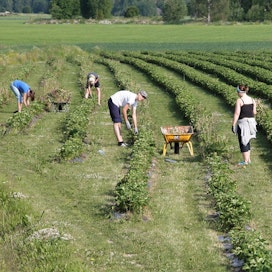 Kesätyöntekijät perkaavat mansikkapeltoa rikkakasveista heinäkuussa 2009.