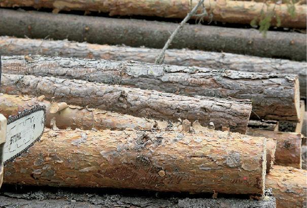 Moottorisahan takakahvalta lähetettävä lasersäde kantaa kyllä kauas, mutta sen antama pieni piste on vaikea löydettävä pöllin kyljestä. Jotta katkaisukohta kuvassa olisi oikein, sahaa on siirrettävä vajaat kymmenen senttiä tyvelle päin. Mittatarkkuuteen vaikuttaa vain se, miten suorassa terälevy on puuhun nähden. Klapeissa alle sentin tarkkuus on hyvin toteutettavissa.