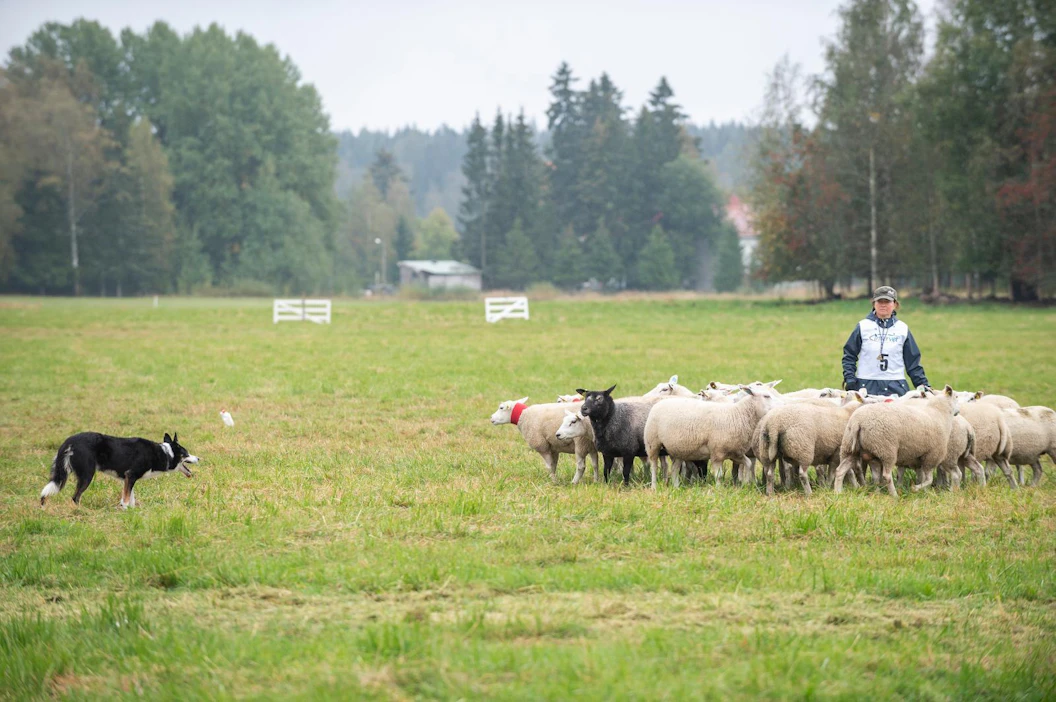 Paimennuksen suosio erityisesti harrastajien keskuudessa on kasvanut, mutta koiria näkee aiempaa useammin myös tiloilla. SPKY:n rekisteröimä paimenkoira on laiduntavaa karjaa pitävillä tiloilla verovähennyskelpoinen. Kuvassa finaaliin päässyt Tuula Hietanen ja koira Woollandian Olavi Sylikuningas.
