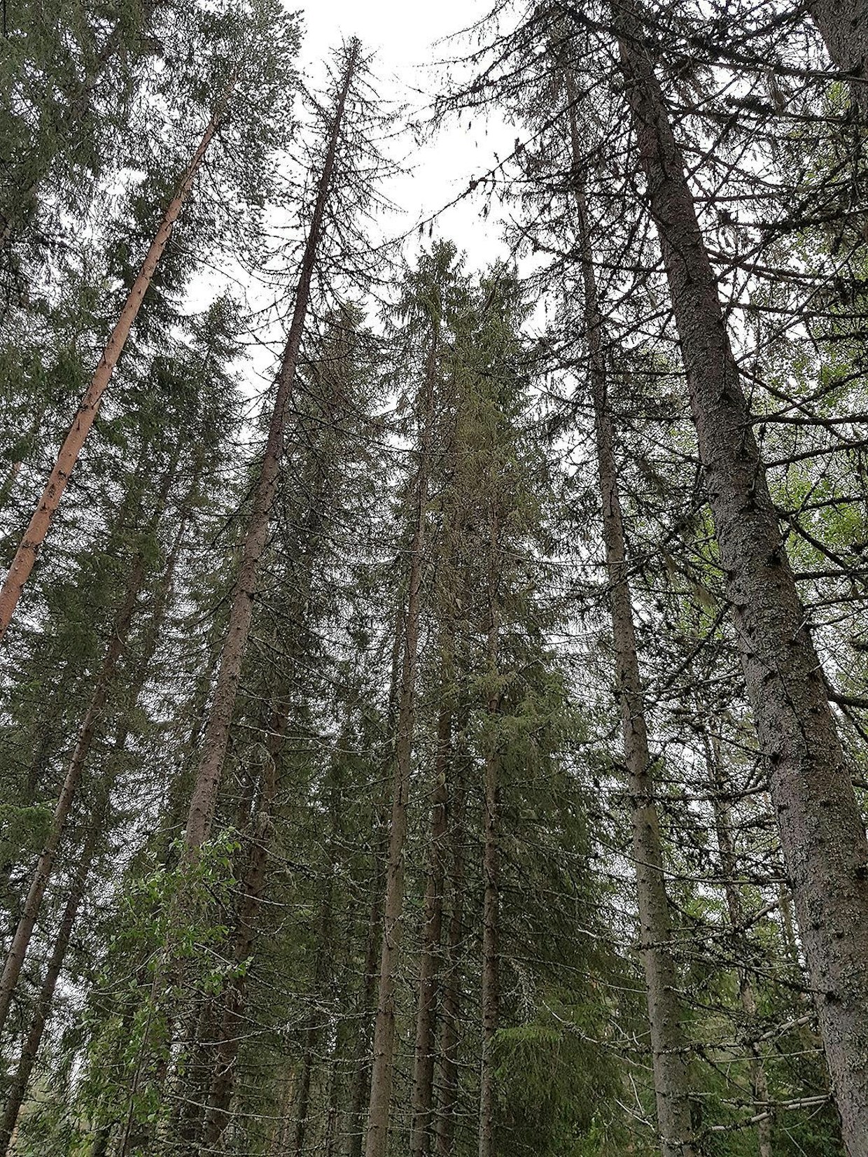 Kun metsään ilmestyy yllättäen pystyyn kuolleita kuusia, on syytä olla tarkkana. Kesällä jostain syystä heikentyneeseen puuhun iskeneet kirjanpainajat syövät kuoren alta nilakerroksen ja puu kuivuu nopeasti pystyyn keskikesällä. Seuraava sukupolvi kuoriaisia kehittyy maassa kuolleiden puiden lähellä, ja nousee seuraavana kesänä viereisiin puihin. Pystykuolleet puut voi jättää lahopuustoksi.