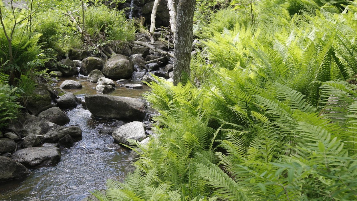 Metsätalouden ympäristötuen ja luonnonhoidon rahoituskäytännöt muuttuvat.