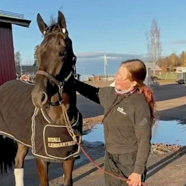 Kim Kannela viihtyy hyvin hevosenhoitajana Ruotsissa.