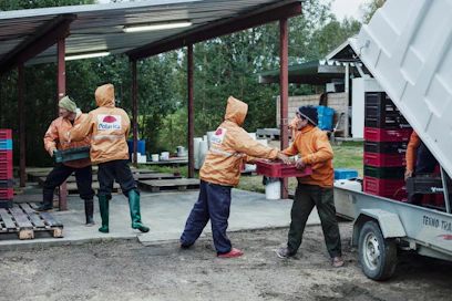 Thaimaalaiset marjanpoimijat kulkevat metsässä yleensä autokunnittain, noin viiden henkilön ryhmissä. Kuvassa puretaan ryhmän marjasaalista Rovaniemen Meltauksessa.