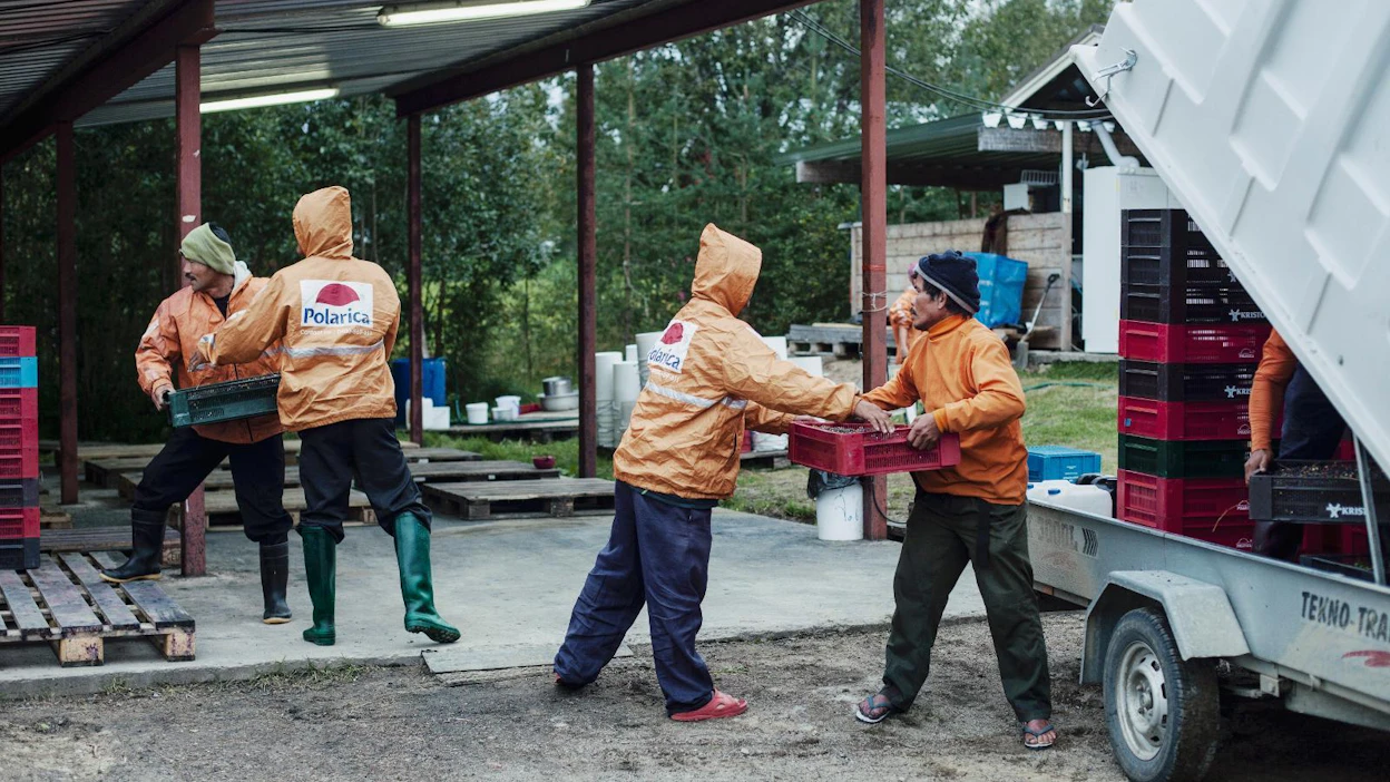 Thaimaalaiset marjanpoimijat kulkevat metsässä yleensä autokunnittain, noin viiden henkilön ryhmissä. Kuvassa puretaan ryhmän marjasaalista Rovaniemen Meltauksessa.