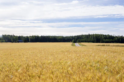Viljamarkkinoilla seurataan herkästi viennissä ja säässä tapahtuvia muutoksia.