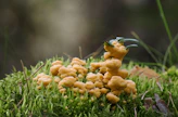 Paranvoit on suku, johon kuuluu kuusi lajia. Sammalparanvoi on suhteellisen yleinen ja elää metsänpohjalla, jossa se kiipeilee sammalilla ja varvuilla.