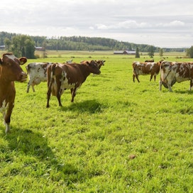 Naudanlihan tuotanto on Savossa ja Keski-Suomessa, ei Itämeren alueella. Samoin maitotilat sijaitsevat kaukana Itämeren rannoilta.