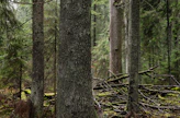 Yksinäinen vanha haapa, jonka naapuri on sortunut myrskyn kaatamana. Juuri järeät haavat ovat tärkeitä suurelle joukolle uhanalaisia metsälajeja niin elävinä kuin kuolemansa jälkeen.