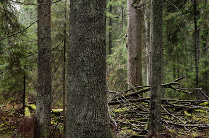 Yksinäinen vanha haapa, jonka naapuri on sortunut myrskyn kaatamana. Juuri järeät haavat ovat tärkeitä suurelle joukolle uhanalaisia metsälajeja niin elävinä kuin kuolemansa jälkeen.