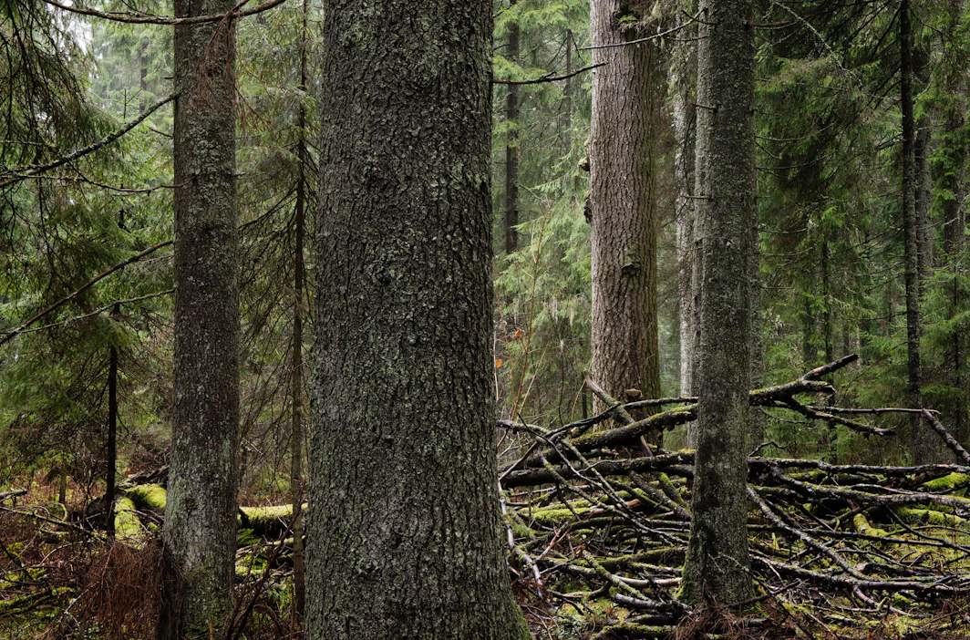 Yksinäinen vanha haapa, jonka naapuri on sortunut myrskyn kaatamana. Juuri järeät haavat ovat tärkeitä suurelle joukolle uhanalaisia metsälajeja niin elävinä kuin kuolemansa jälkeen.