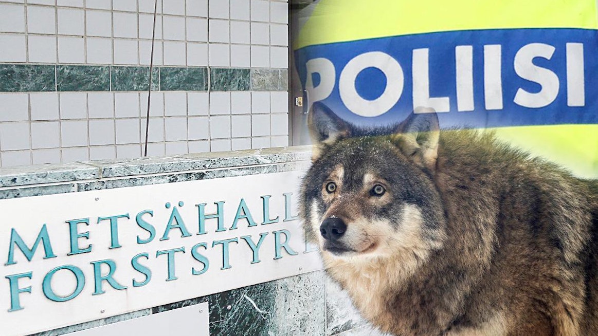 Poliisin ja Metsähallituksen erätarkastajan muodostama valvontapartio alkaa ehkäistä susien laitonta tappamista Itä-Suomen alueella.