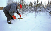 ”Jalkanarupyynti ei ole vaikeaa. Hajuja ei saa jättää jälkeensä, ja omat jäljet pitää naamioida tarkasti lumella”, kertoo Pomokairassa jalkanarua pyyntiin virittävä Timo Kivelä Sodankylästä. Jalkanaruihin erehtyi neljä kettua jo ensimmäisinä pyyntipäivinä. Kari Lindholm