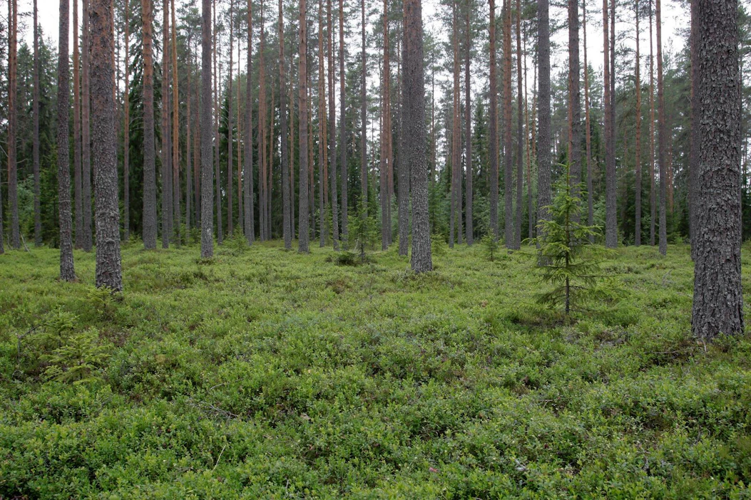 Metsien rooli ilmastonmuutoksen torjunnassa on tärkeä kysymys EU-maille.