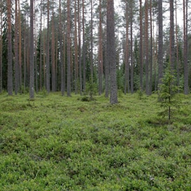 Metsien rooli ilmastonmuutoksen torjunnassa on tärkeä kysymys EU-maille.