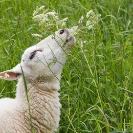 Alkuviikolla sudet tappoivat laitumella olevia lampaita Salon Kiskon Kirkkojärven rannalta. Kuvan lammas ei liity tapaukseen.