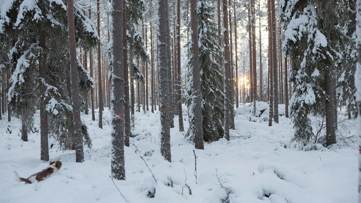 KaiCell Fibers on aiemmin kertonut suunnittelevansa Kainuun Paltamoon kapasiteetiltaan 400 000–500 000 tonnin tehtaan, joka valmistaisi havusellua ja muita biotuotteita.