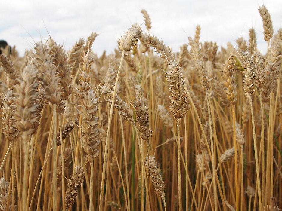 Helmi-kevätvehnästä odotetaan nykyisen ykköslajikkeemme Anniinan korvaajaa.