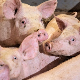 EU:n sianlihamarkkinat ovat ajautumassa yhä tukalampaan tilanteeseen koronan hidastaessa teurastuksia ja ASF:n estäessä vientiä kolmansiin maihin.