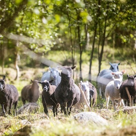 Paimenviikkojen tärkein tarkoitus on arvokkaiden perinnebiotooppien hoito ja monimuotoisuuden ylläpito, sillä lampaat ja lehmät ovat parhaita suojelualueiden perinnemaisemien hoitajia.