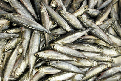 Muikkuja. Kalastajien Erkki ja Matti Turusen troolaama saalis. Vuoden kylä Vuonislahti. muikku, kala
