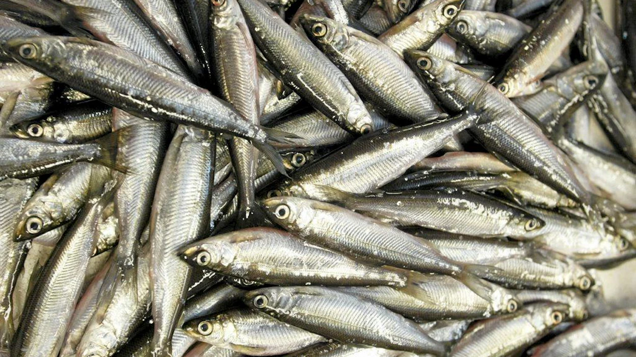 Muikkuja. Kalastajien Erkki ja Matti Turusen troolaama saalis. Vuoden kylä Vuonislahti. muikku, kala