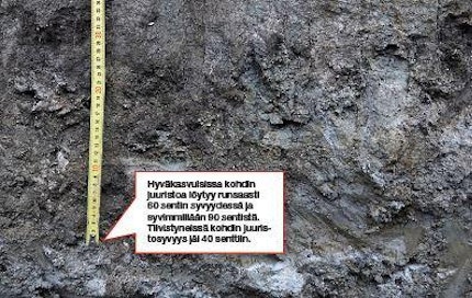Tältä pellolta korjattiin hyväkasvuisimmista paikoista jopa 13 tonnia vehnää, kun tiivistyneistä kohdista sato jäi n. 7 tonnin. Hyväkasvuisissa kohdin juuristoa löytyy runsaasti 60 sentin syvyydessä ja syvimmillään 90 sentistä. Tiivistyneissä kohdin juuristosyvyys jäi 40 senttiin.