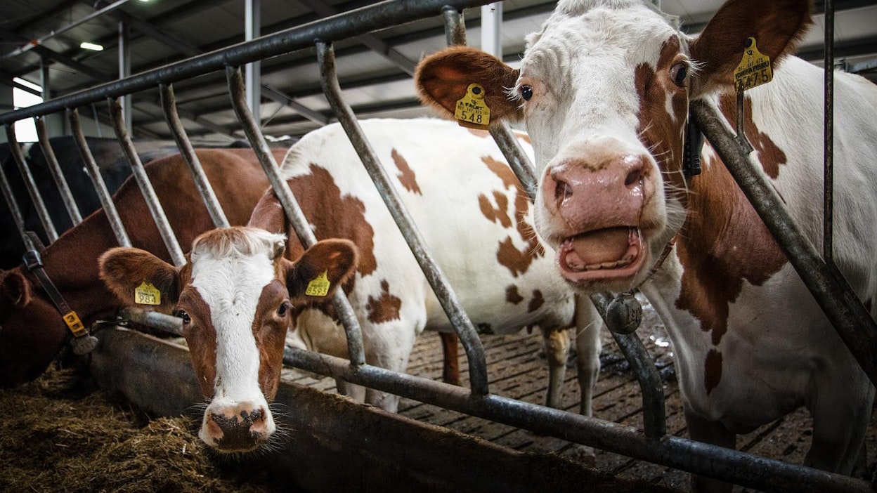 Noin puolet naudanlihan päästöistä on lähtöisin eläimen ruuansulatuksesta, jos tarkastellaan koko elinkaarta pellolta lähtien.