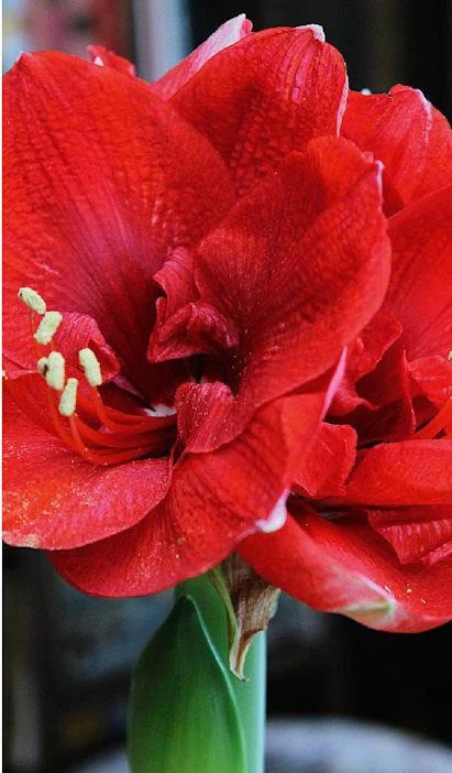 Amaryllikset (Hippeastrum) ovat kotoisin Etelä-Amerikan subtrooppisilta alueilta, jossa ne elävät suurimman osan vuodesta lämmön ja kosteuden keskellä. Kukka-aiheen kehittyminen edellyttää kuitenkin lyhyttä, kuivaa kautta, jonka aikana lämpötila laskee viileämmäksi.