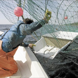 Itämeren lohta kalastetaan rannikolla kesäisin rysällä. Ammattikalastuksen merisaalis on noin kaksi kolmasosaa tilastoidusta lohisaaliista. Tutkijan mukaan kanta kestää kiintiön mukaisen kalastuksen eli 106 000 lohta. Jaana Kankaanpää