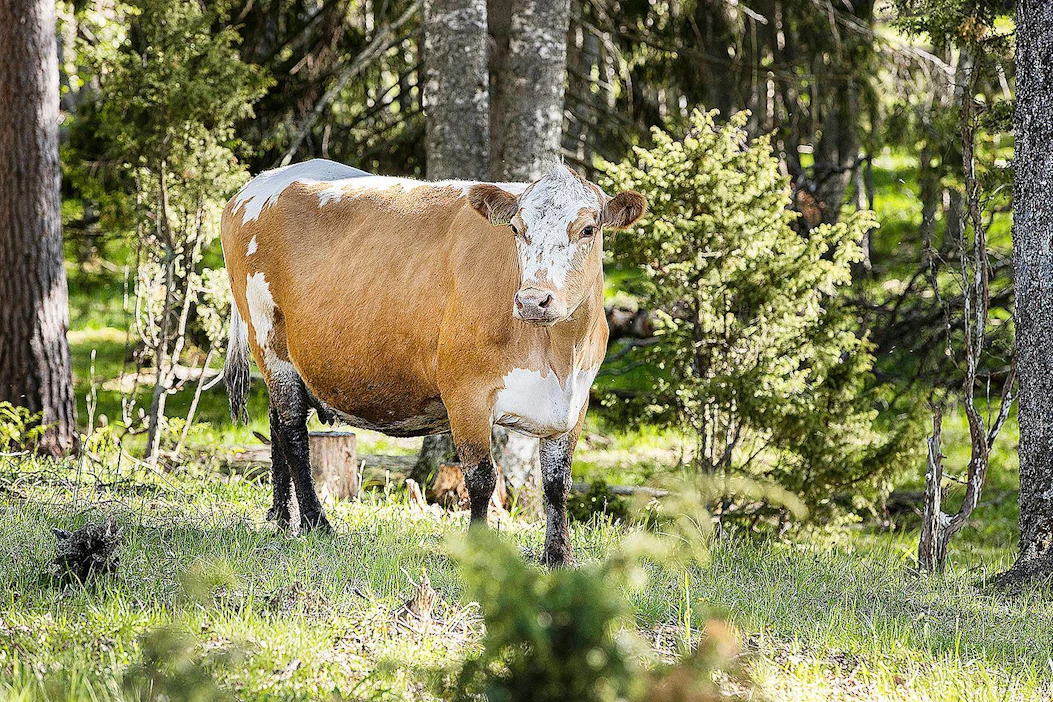 Kolme suomenkarjarotua ovat länsisuomen-, itäsuomen (kyyttö)- ja pohjoissuomenkarja (lapinlehmä). Kuvassa kyyttö.