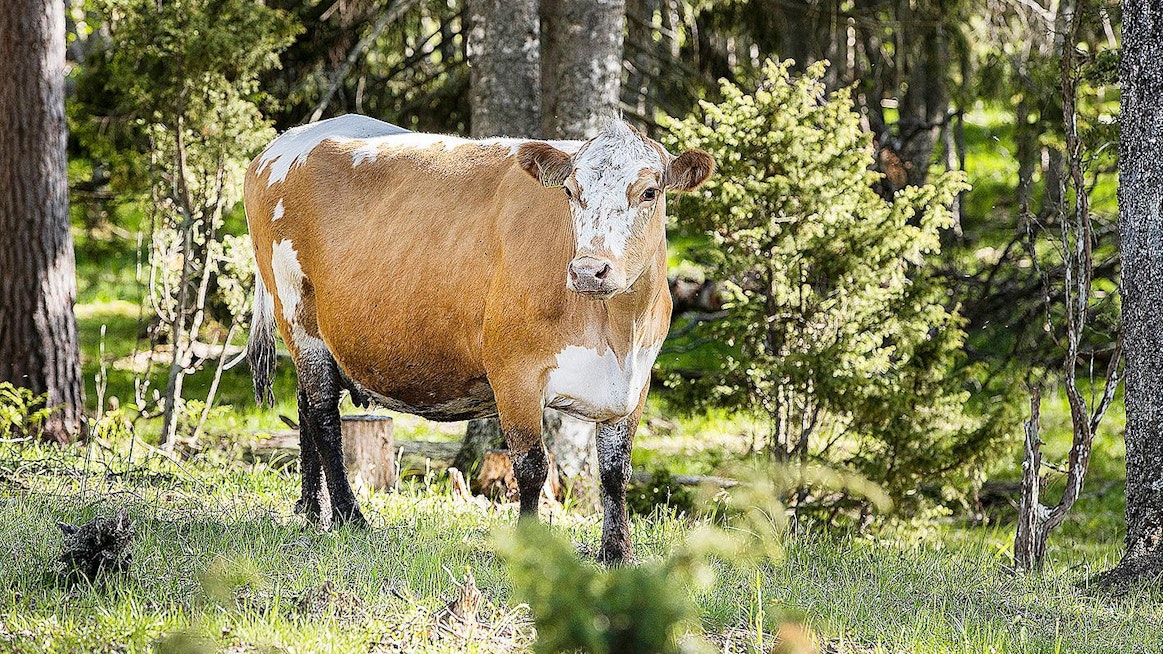 Kolme suomenkarjarotua ovat länsisuomen-, itäsuomen (kyyttö)- ja pohjoissuomenkarja (lapinlehmä). Kuvassa kyyttö.