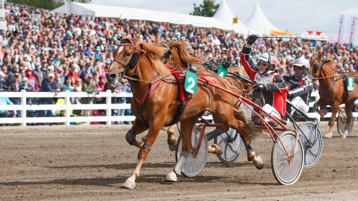 Kimmo Taipale tuulettaa Välkyn Tuiskun rattailla Lahden vuoden 2019 kuninkuuskisan mailin osamatkan voittoa. 13-vuotias ori ei osallistunut tämänvuotiseen seppelejahtiin.