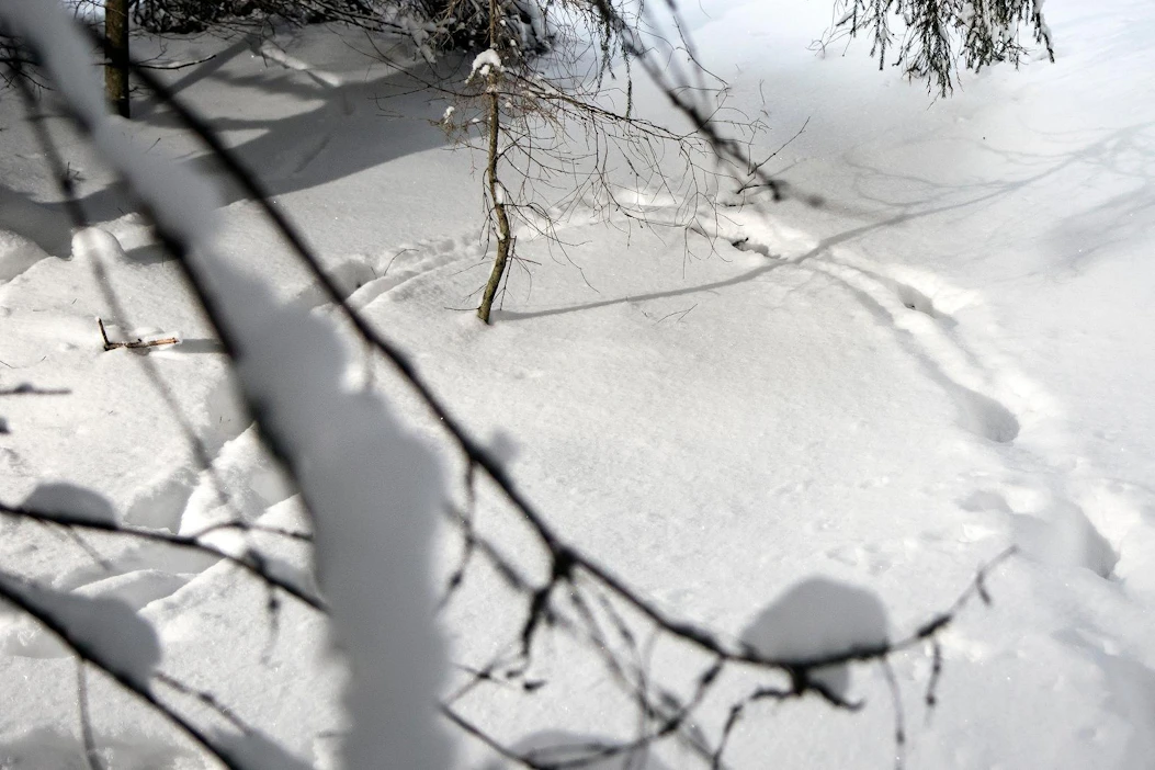 Mikäli lumiolosuhteet sallivat, metsästäjien, riistahallinnon ja tutkimuksen yhteinen alueellinen susien jälkilaskenta järjestetään tänä talvena.