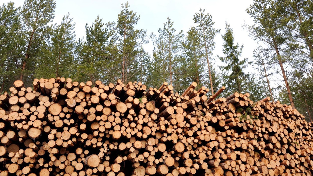 Kuvan puut eivät liity tapaukseen.