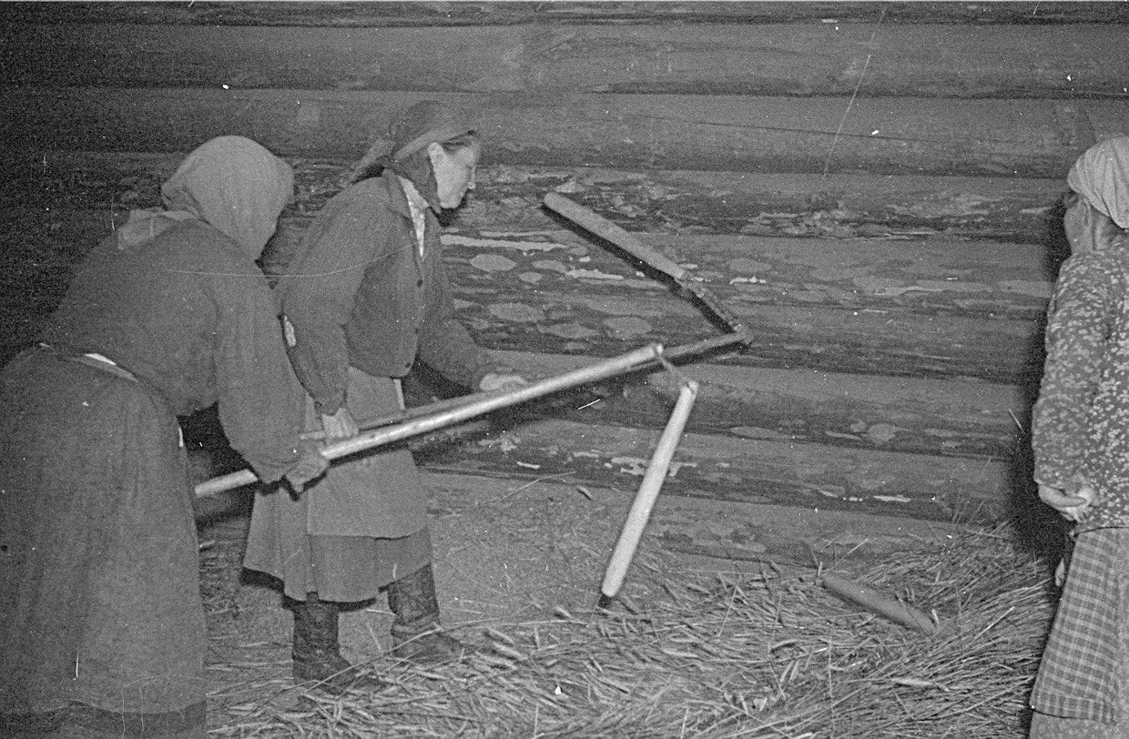 Kun vilja oli kypsynyt kuhilailla, tehtiin loppukuivatus riihessä, jonka jälkeen jyvät irrotettiin lyhteistä lyömällä niitä seinään. Viimeisetkin jyvät saatiin tähkistä, hakkaamalla lattialle levitettyjä korsia varstoilla. Riihitys oli pölyistä ja työlästä, mutta sillä saatiin erinomaista leipä- ja ennen kaikkea siemenviljaa. Savu tappoi haitalliset itiöt, peittausta ei tarvittu. (Kuva: Sotamuseo)