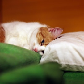 Oireetonkin kissa saattaa levittää harmillista sieni-infektiota. Kuvan kissa ei liity Savonlinnan tapaukseen.