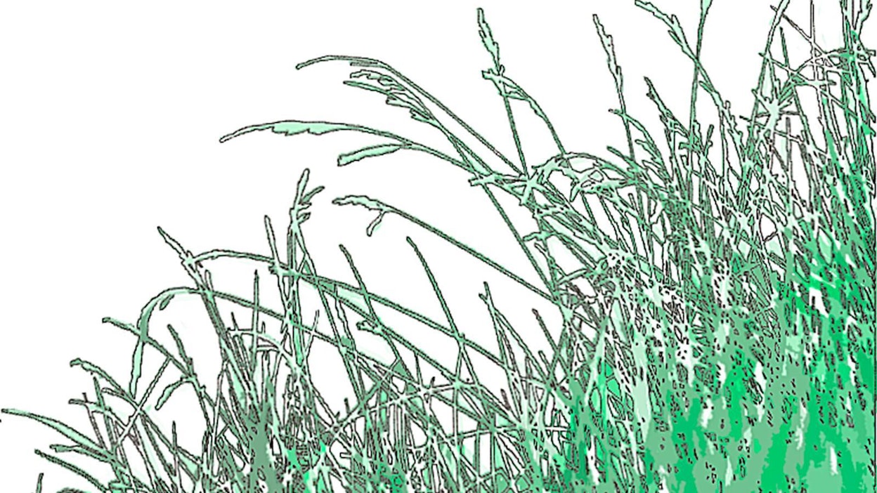 Euroopan tilintarkastusistuimen mukaan viherryttäminen ei tue ilmastotoimia.